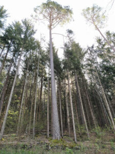 Hohe Bäume als Beispiel für Yang Holz Energie