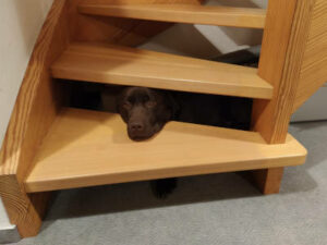 Labrador sitzt unter der Treppe und steckt seine Nase durch.