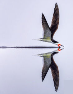 Symbolisches Beispiel für Fu Yin: Vogel und Reflektion am Wasser