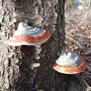 2 Pilze am Baum gewachen