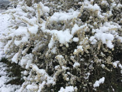 Schnee auf einen Schlehenbusch in der Blüte
