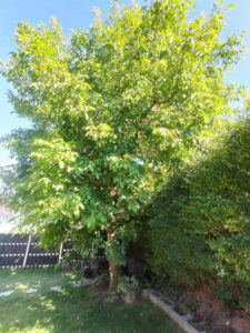 Walnussbaum im Sommer